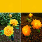 Luz de jardín LED creativa contemporánea de flores de peonía solar impermeable para exteriores