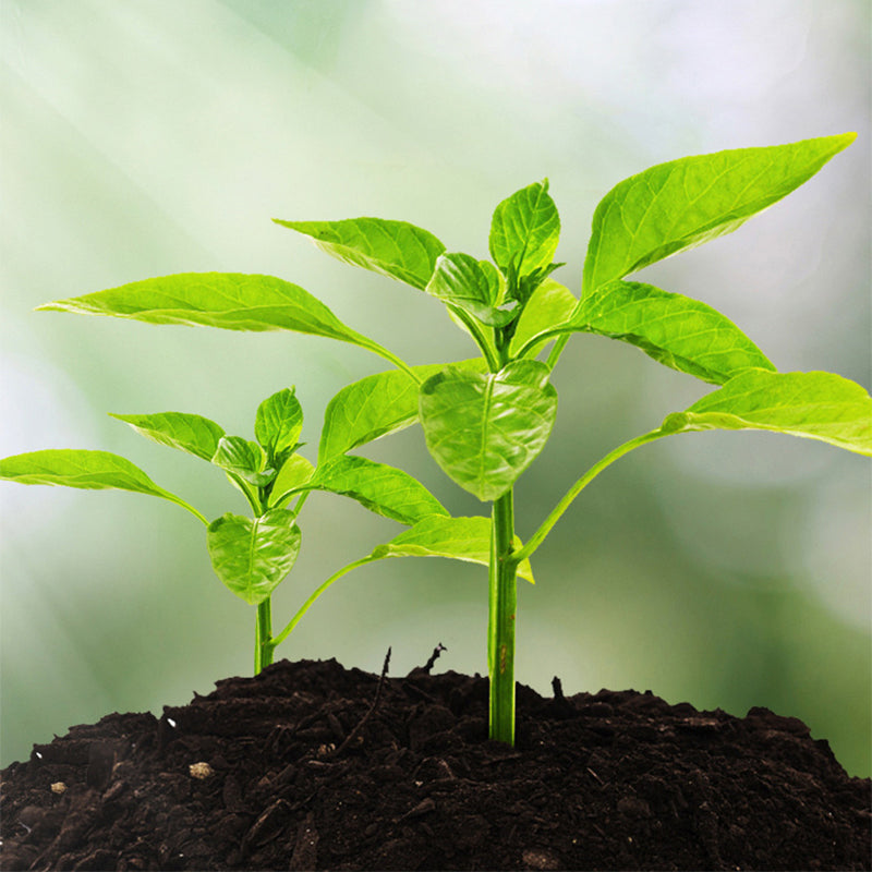 Análisis de Suelo Inteligente — Desata el Crecimiento Vibrante de las Plantas