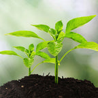 Análisis de Suelo Inteligente — Desata el Crecimiento Vibrante de las Plantas