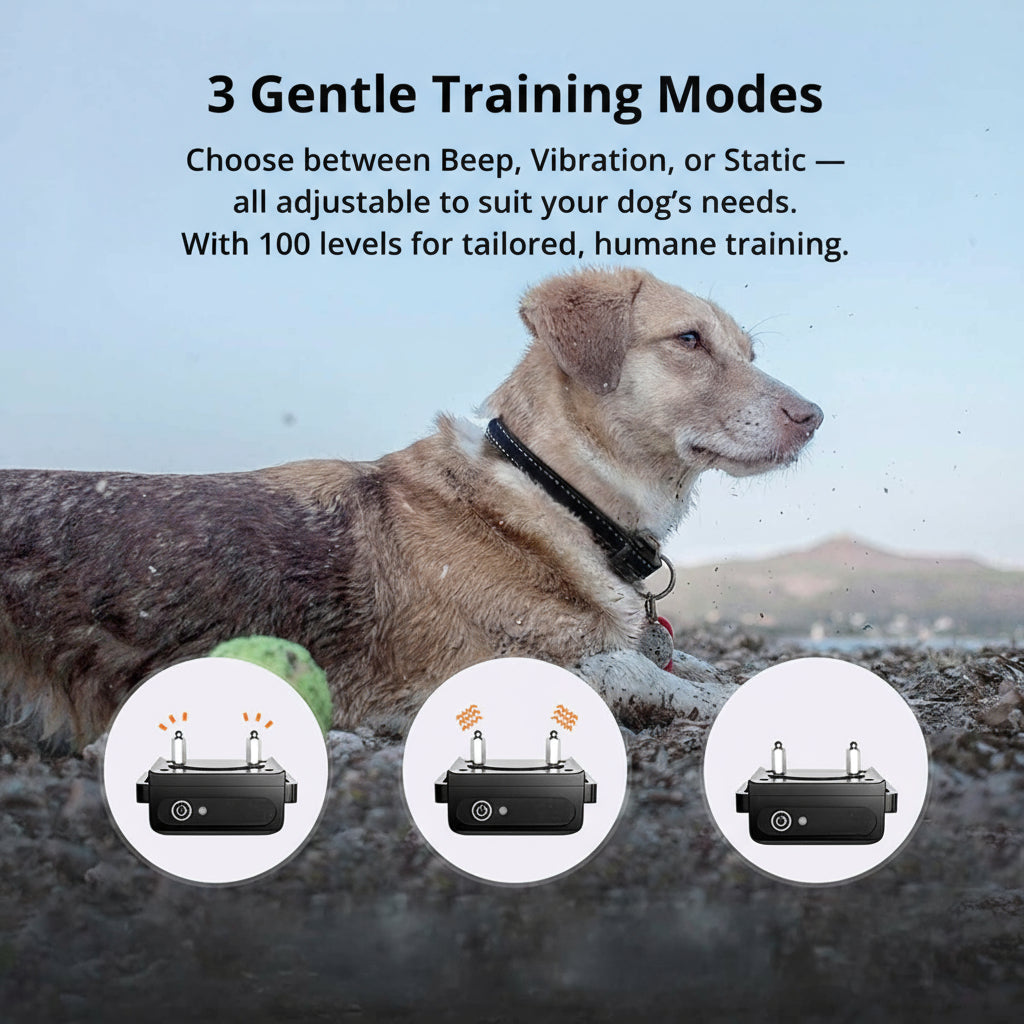 Kalsten | Collar de Entrenamiento para Perros Impermeable de 1000m | Recargable, Control Remoto y Ajustable para Perros Pequeños, Medianos y Grandes