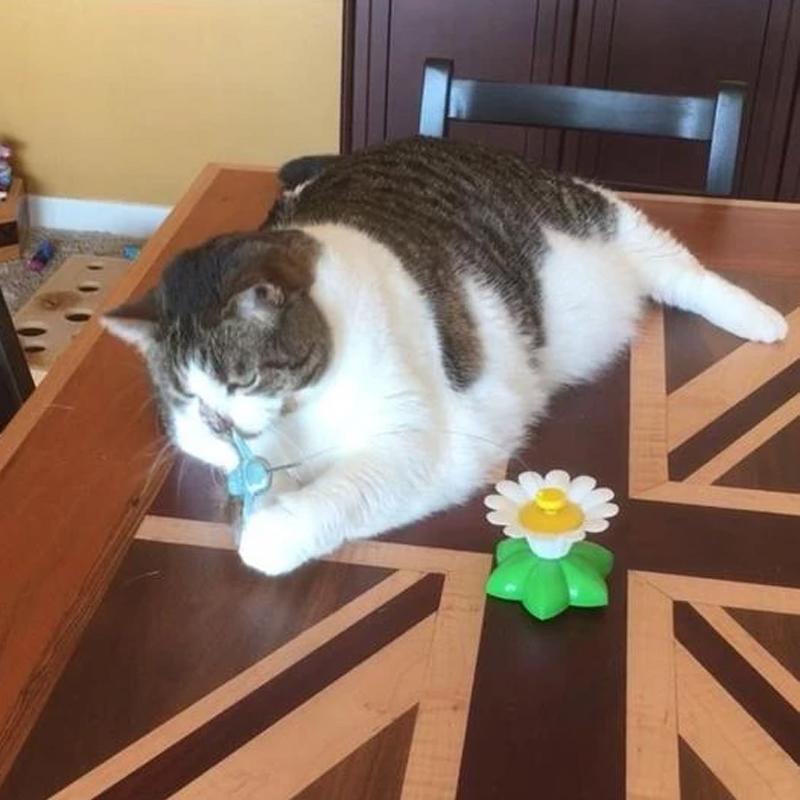 KatzenFit™ - Juguete Interactivo para Gatos | 1+1 GRATIS