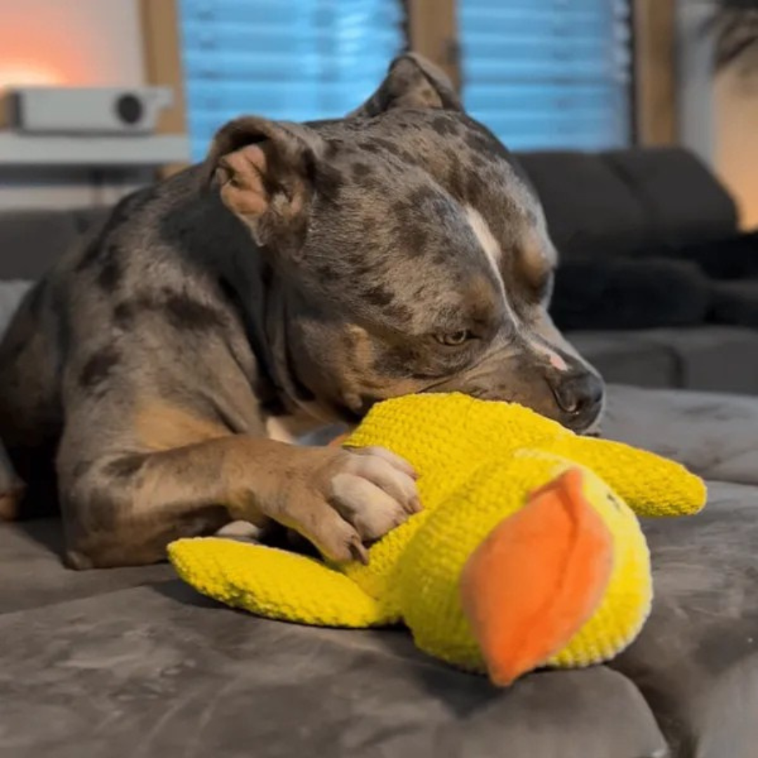 Juguete de peluche Pato para Perros