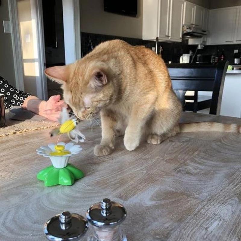 KatzenFit™ - Juguete Interactivo para Gatos | 1+1 GRATIS
