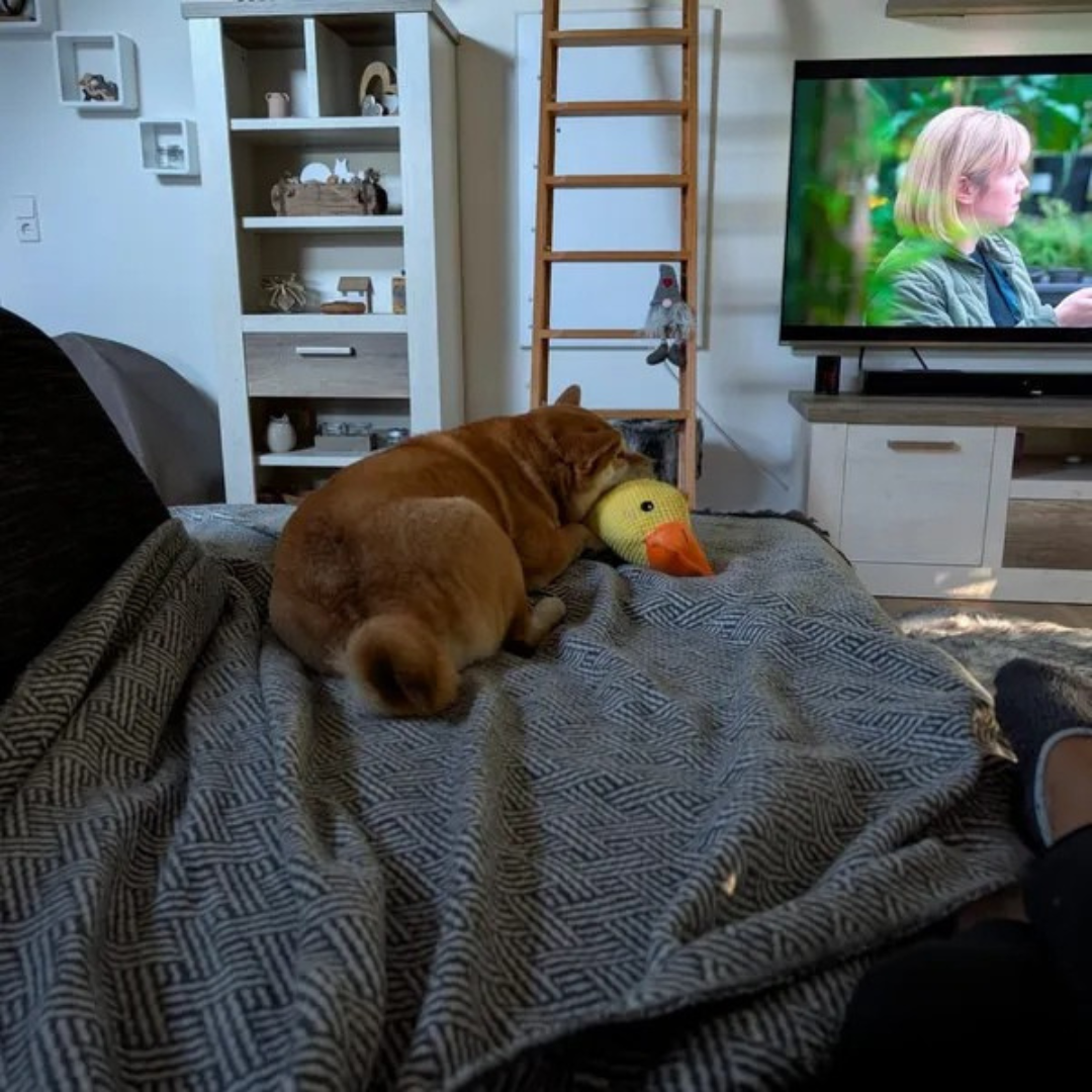 Juguete de peluche Pato para Perros