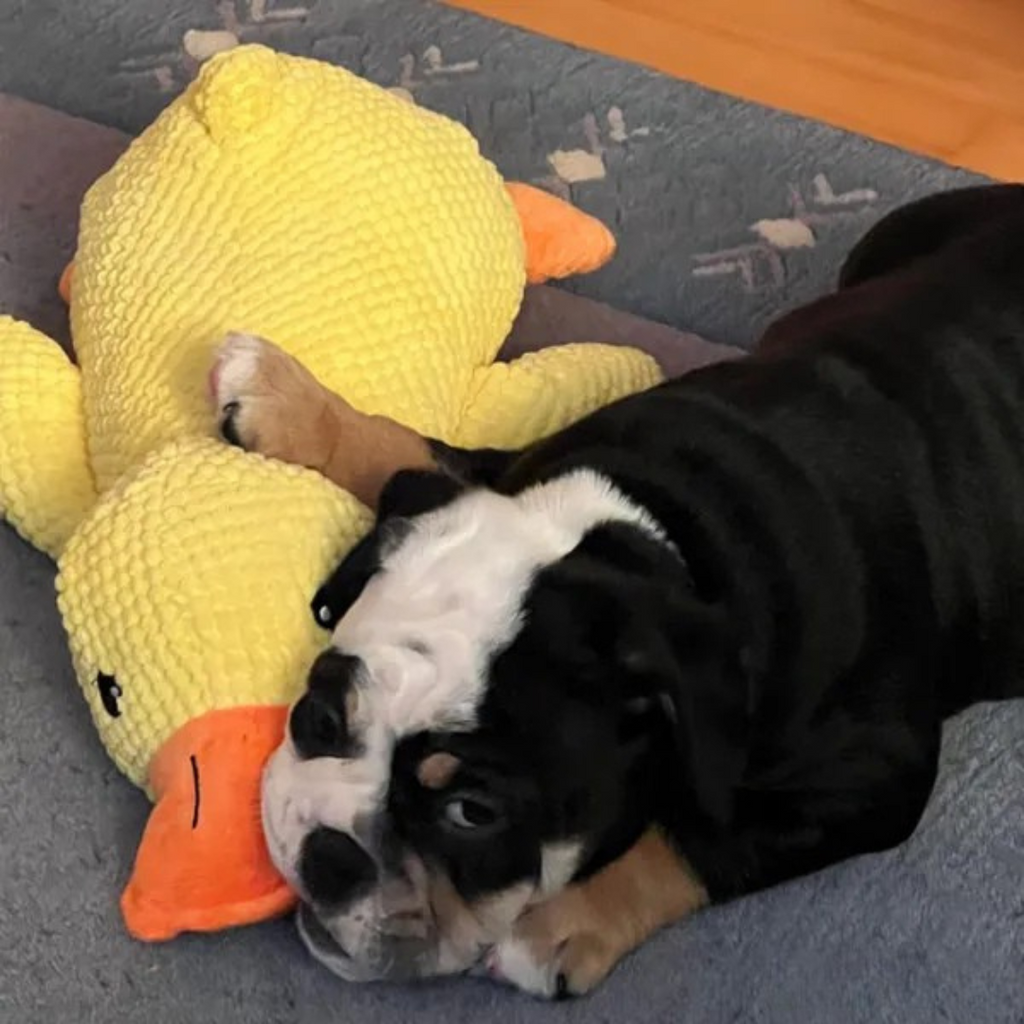 Juguete de peluche Pato para Perros
