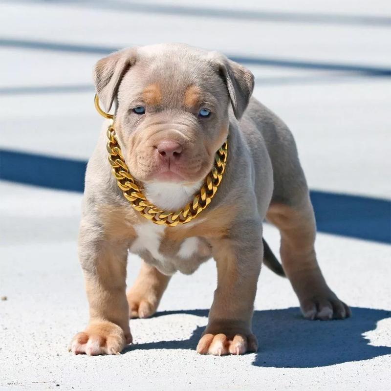 BowLift | Collar de Cadena Gruesa de Oro para Mascotas