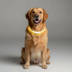 LumaPaw – Correa de perro LED recargable por USB con tira reflectante