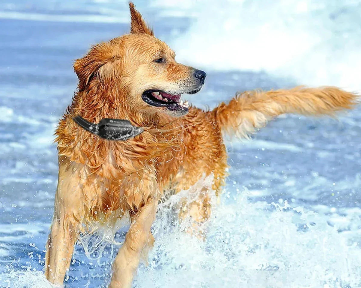 Collar de adiestramiento para perros controlado a distancia – Collar e-collar impermeable con 16 niveles de choque, vibración y alcance de 1000 m