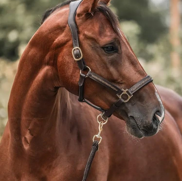 Calendario de Adviento para Caballos 2026
