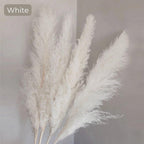 Ramo de hierba de pampas natural y real seca de 80 cm (blanco / beige / gris) │ pluma esponjosa para decoración moderna boho del hogar
