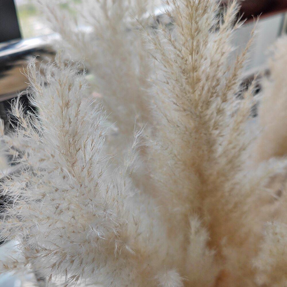 Ramo de hierba de pampas natural y real seca de 80 cm (blanco / beige / gris) │ pluma esponjosa para decoración moderna boho del hogar