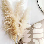 Ramo de hierba de pampas natural y real seca de 80 cm (blanco / beige / gris) │ pluma esponjosa para decoración moderna boho del hogar