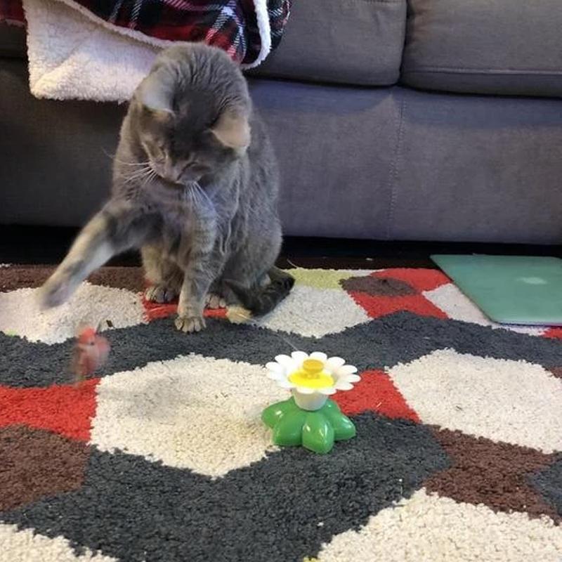 KatzenFit™ - Juguete Interactivo para Gatos | 1+1 GRATIS