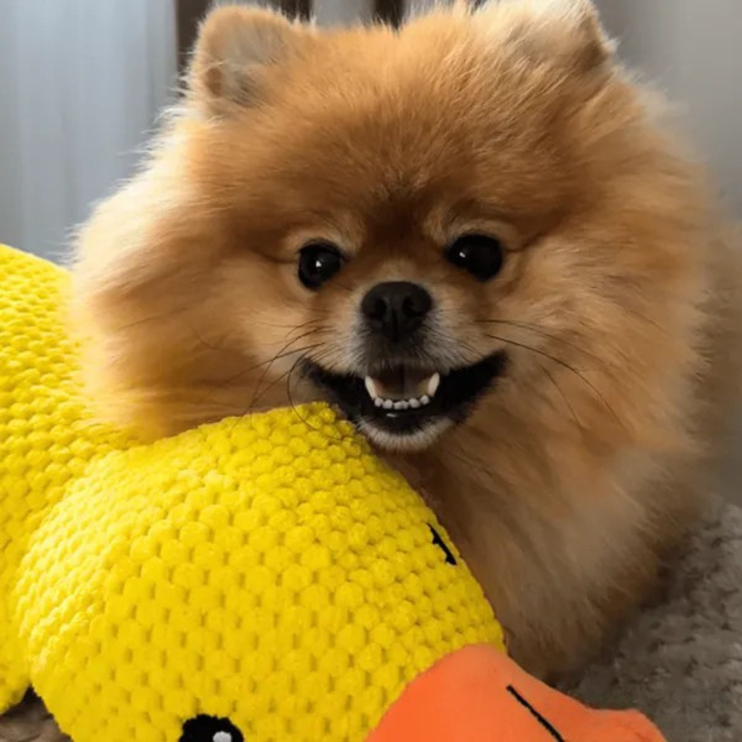 Juguete de peluche Pato para Perros