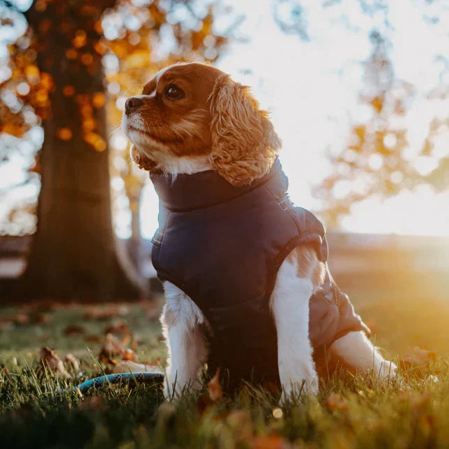 PawGuard - Chaqueta para Perros Protección Completa del Cuerpo con Arnés Incorporado para Comodidad en Todas las Condiciones Climáticas