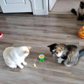 KatzenFit™ - Juguete Interactivo para Gatos | 1+1 GRATIS