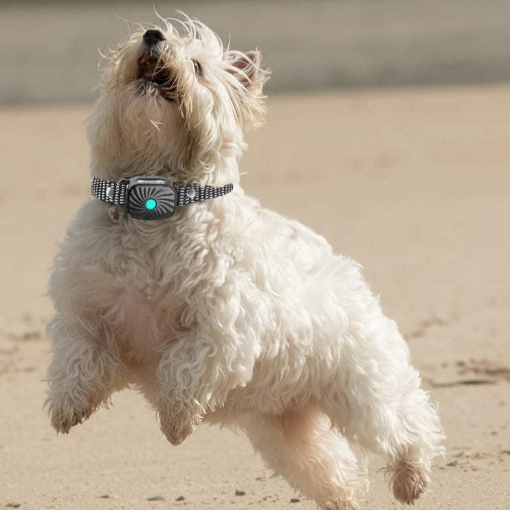 BARKCALM MINI – Collier anti-aboiement doux avec son & vibration pour petits chiens