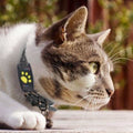 Sistema de Localización para Gatos – Dispositivo de Localización en Tiempo Real Sin Suscripción