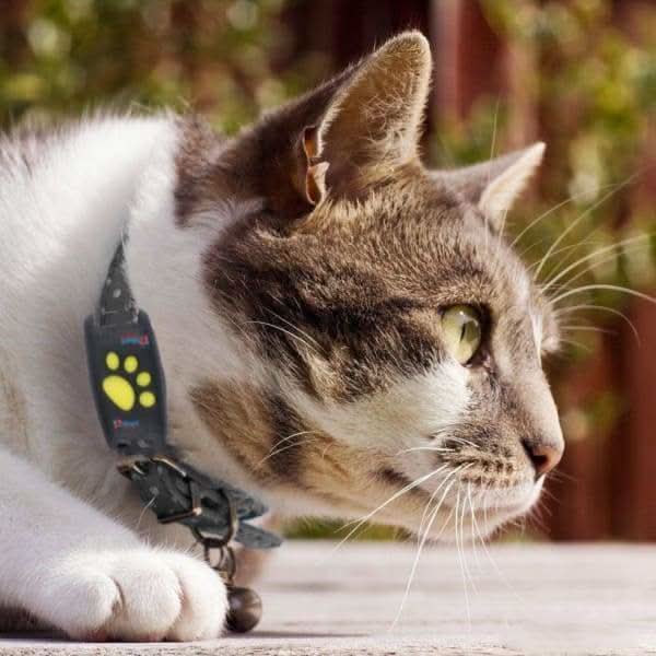 Sistema de Localización para Gatos – Dispositivo de Localización en Tiempo Real Sin Suscripción