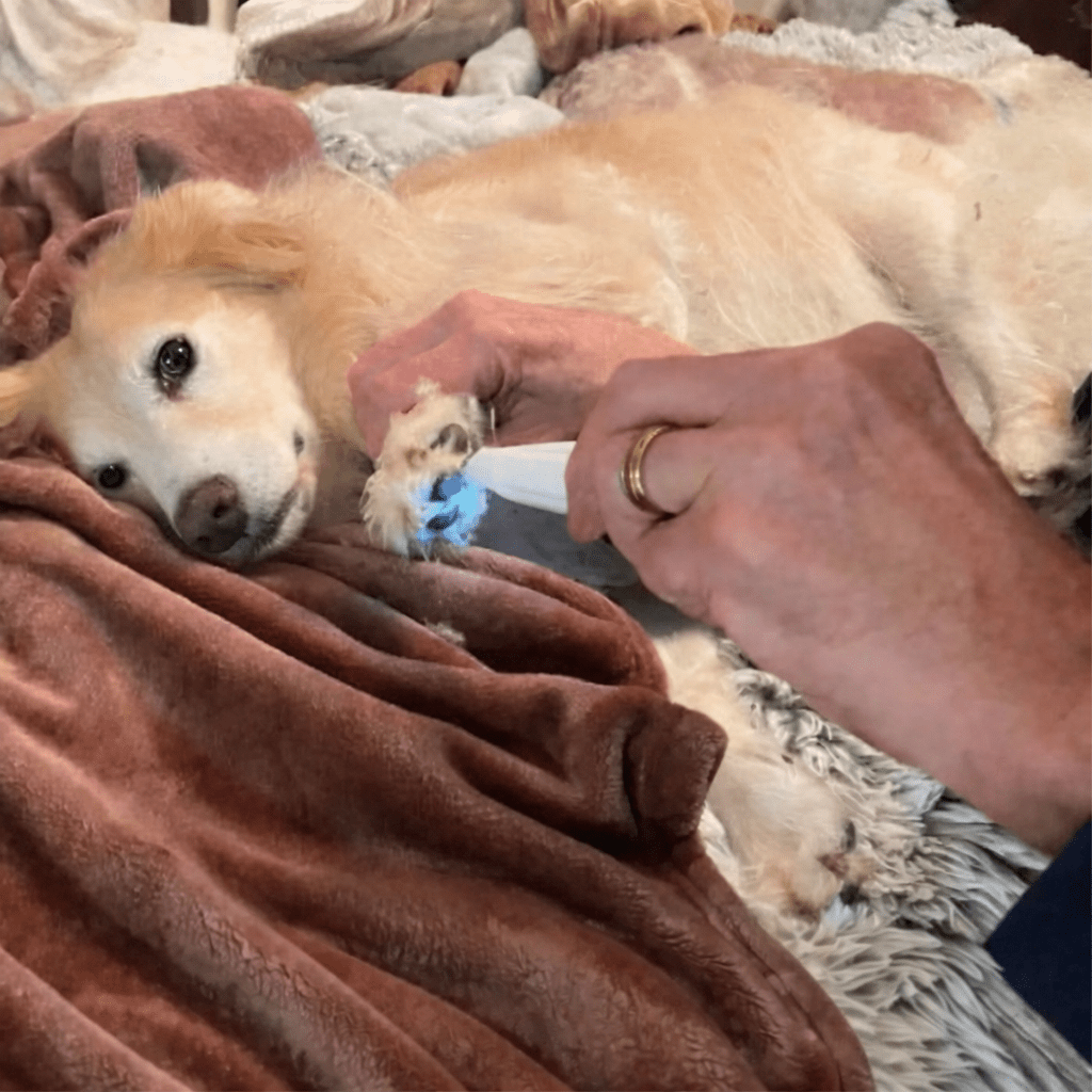 Recortadora Silenciosa para el Cuidado de Mascotas con Cuchillas Cerámicas y LED – Ideal para Áreas Sensibles de Perros y Gatos