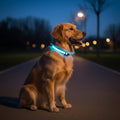 Collar de Seguridad LED para Perros con Ajuste Ajustable