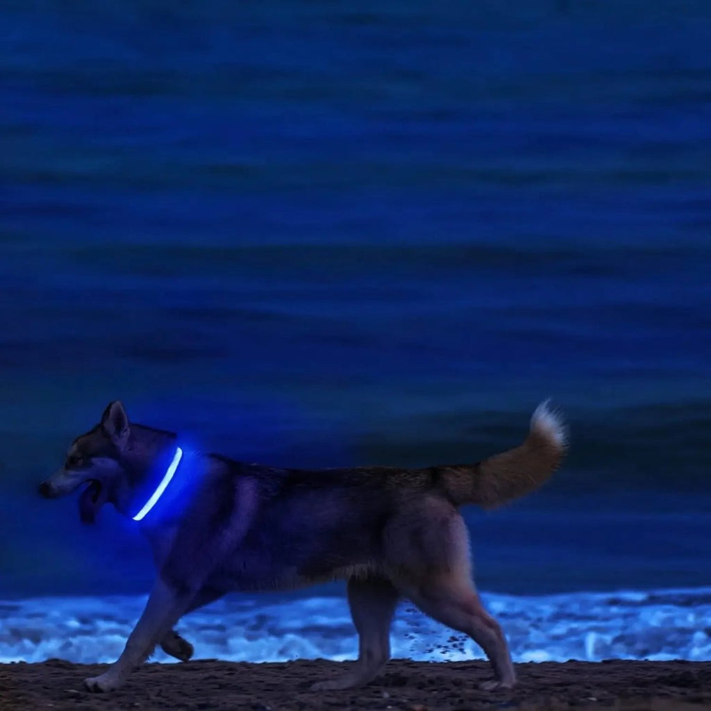 Collar de Seguridad LED para Perros con Ajuste Ajustable