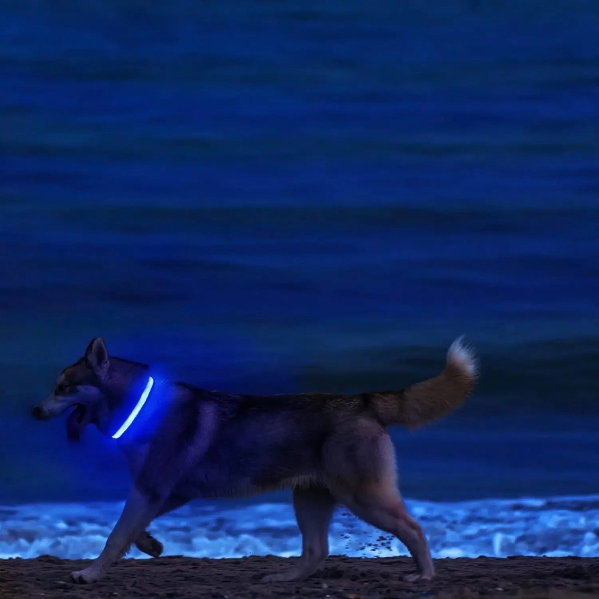 Collar de Seguridad LED para Perros con Ajuste Ajustable