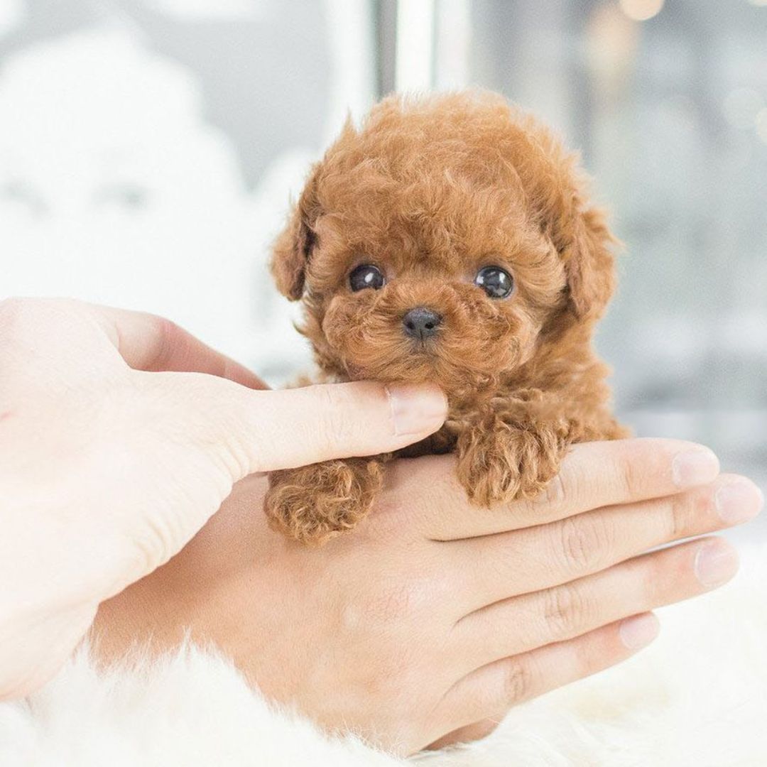 Perro de peluche interactivo – diseño realista con funciones de movimiento – ideal para enseñar a cuidar a los niños