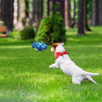 DiscBall - UFO Platillo Volador Pelota | 50% DESCUENTO