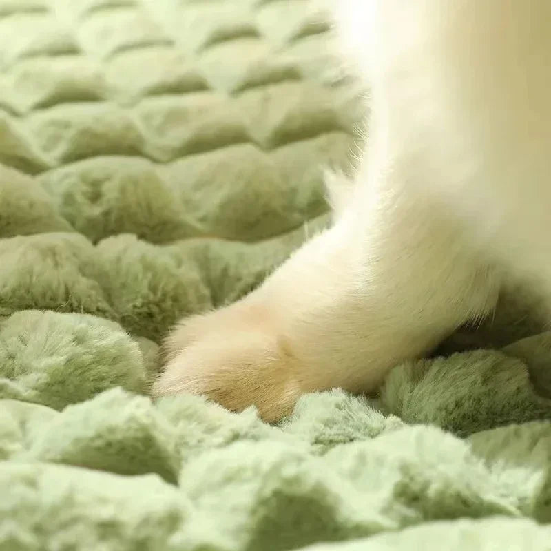 PAWSOMNIA Cama Ortopédica para Perros | Funda Desmontable y Lavable | Espuma Viscoelástica | Para Perros y Gatos