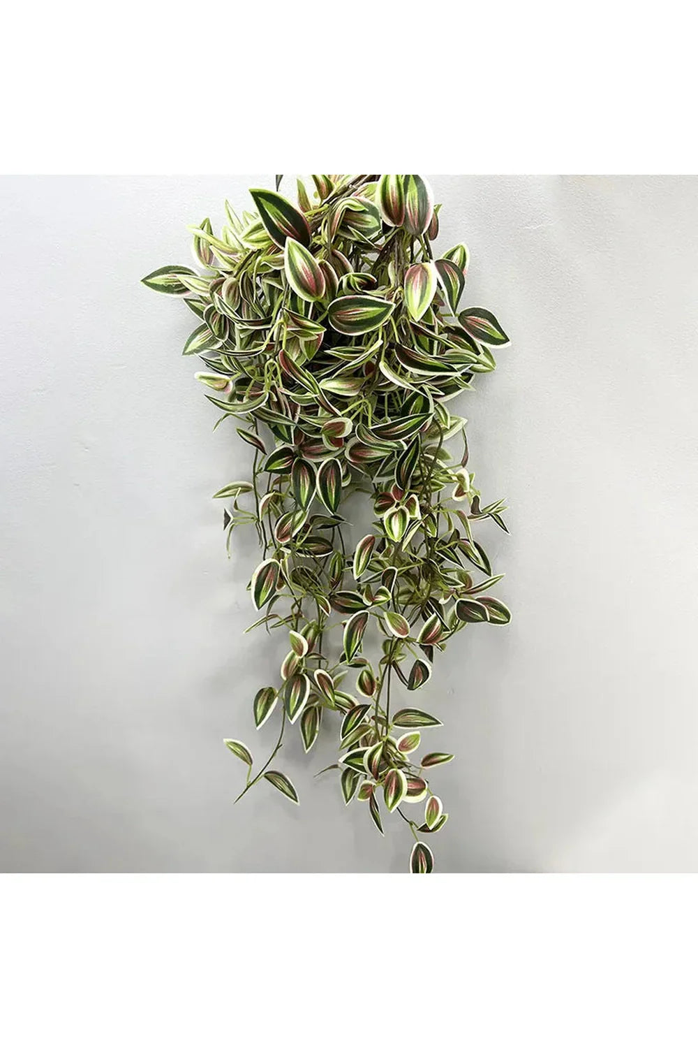 Lisslune | Plantas de Vid