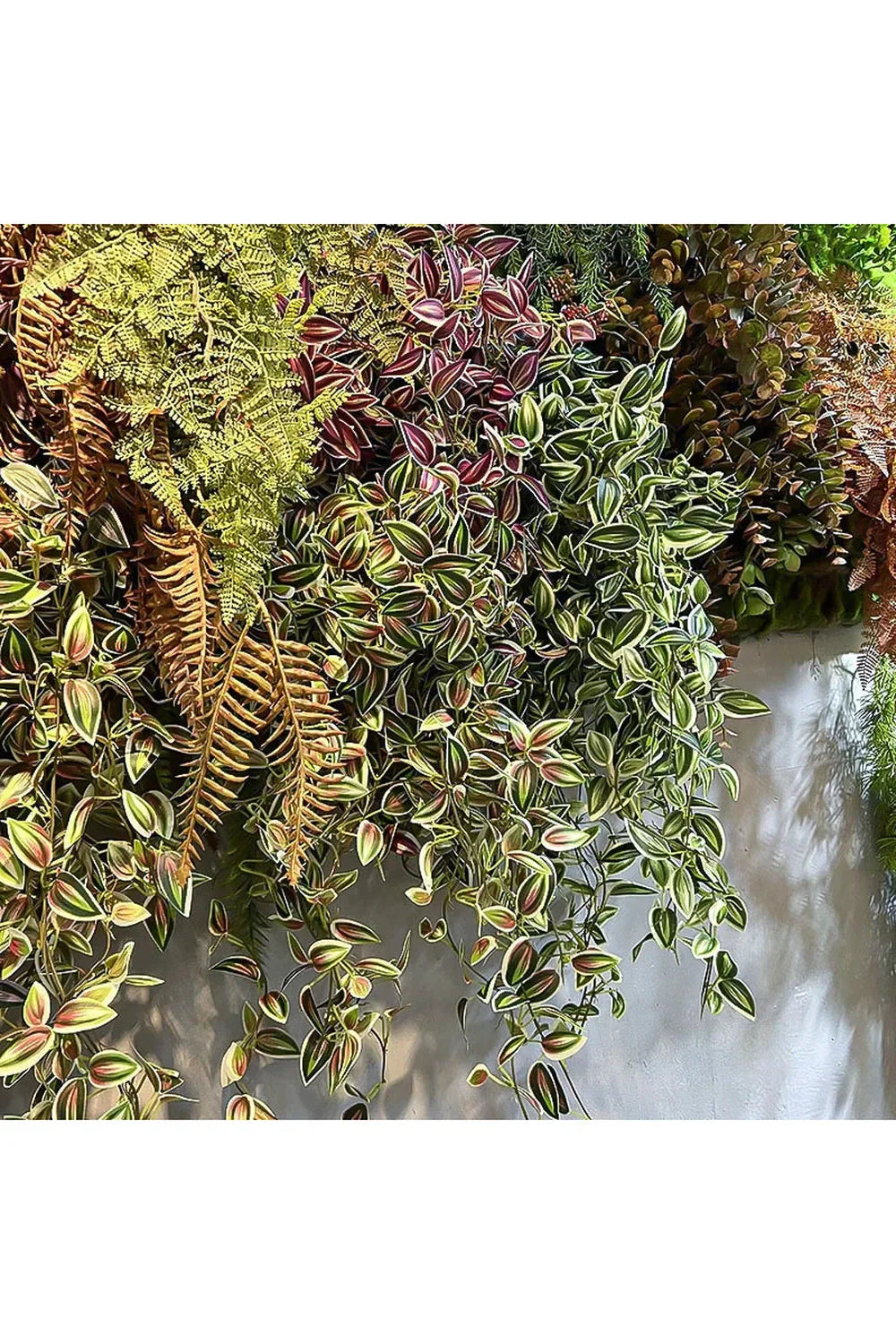 Lisslune | Plantas de Vid