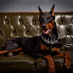 Collar de Pincher para Perros - Estilo B