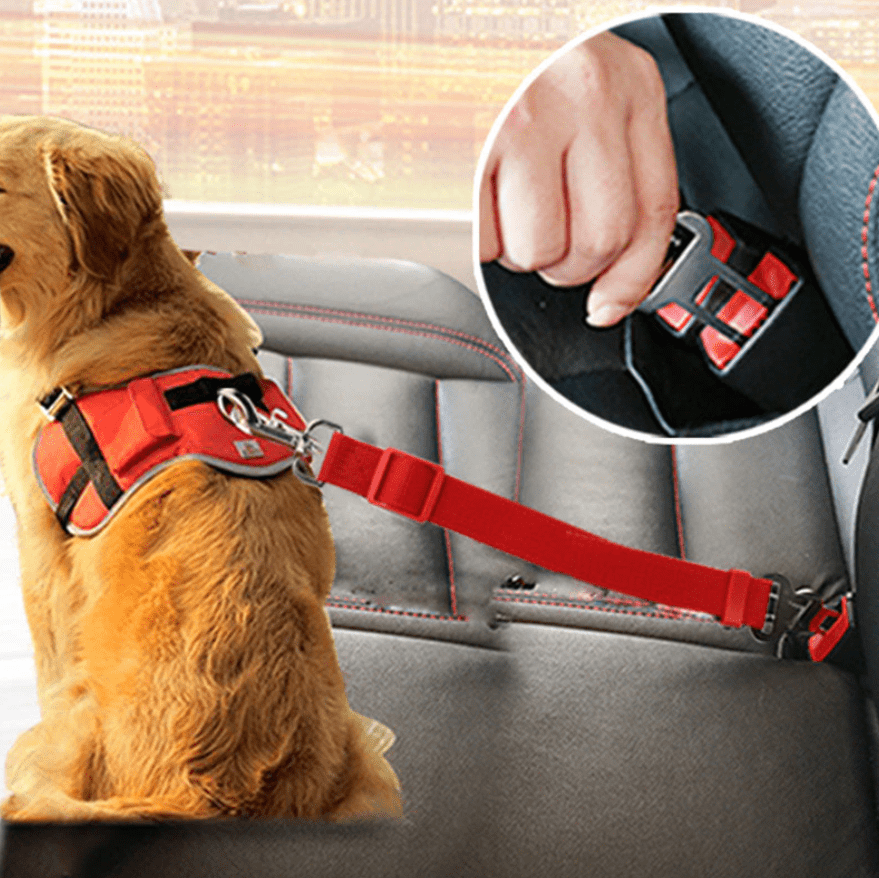 Skanto | SAFEPAW – Cinturón de seguridad ajustable para perros en el coche