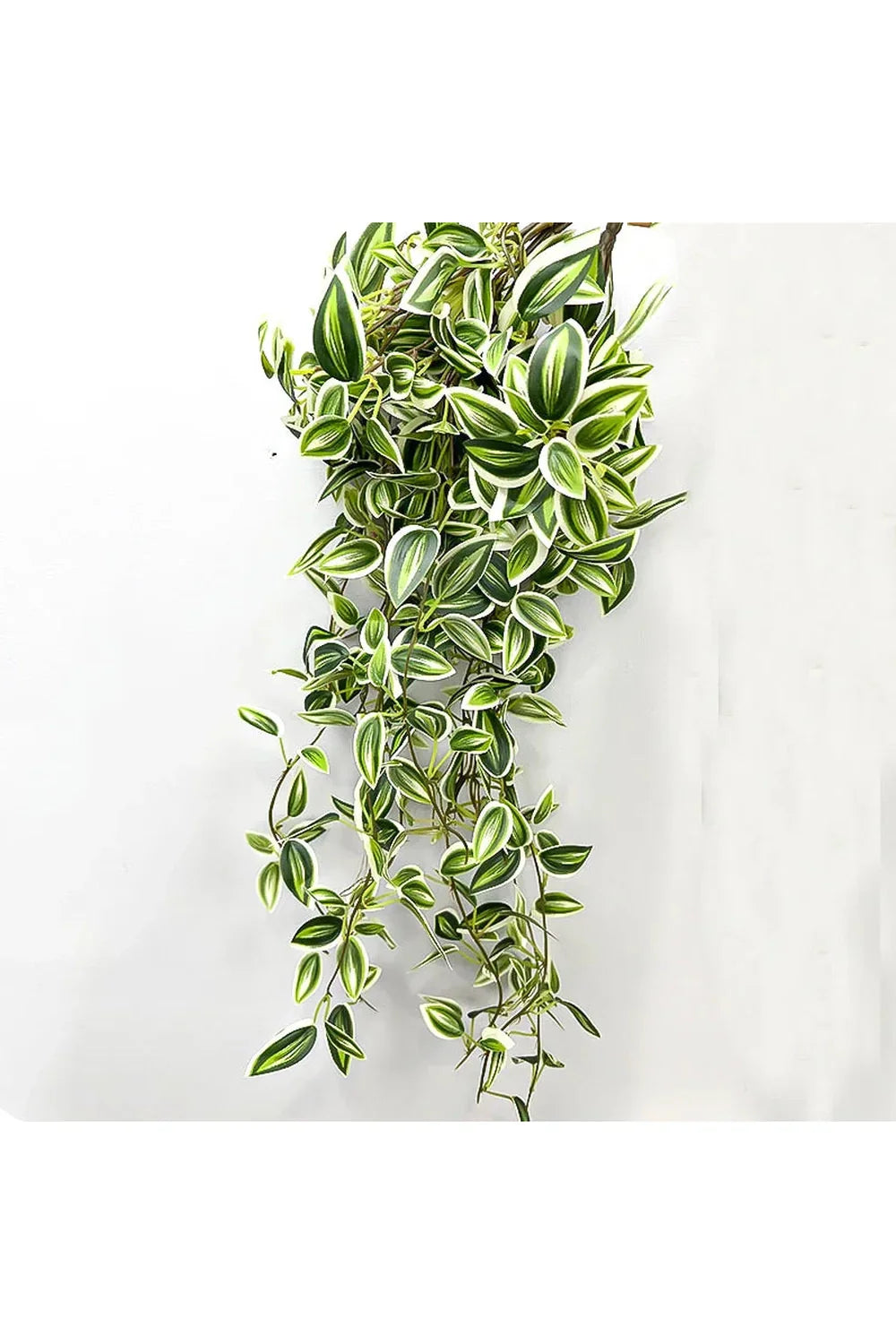 Lisslune | Plantas de Vid
