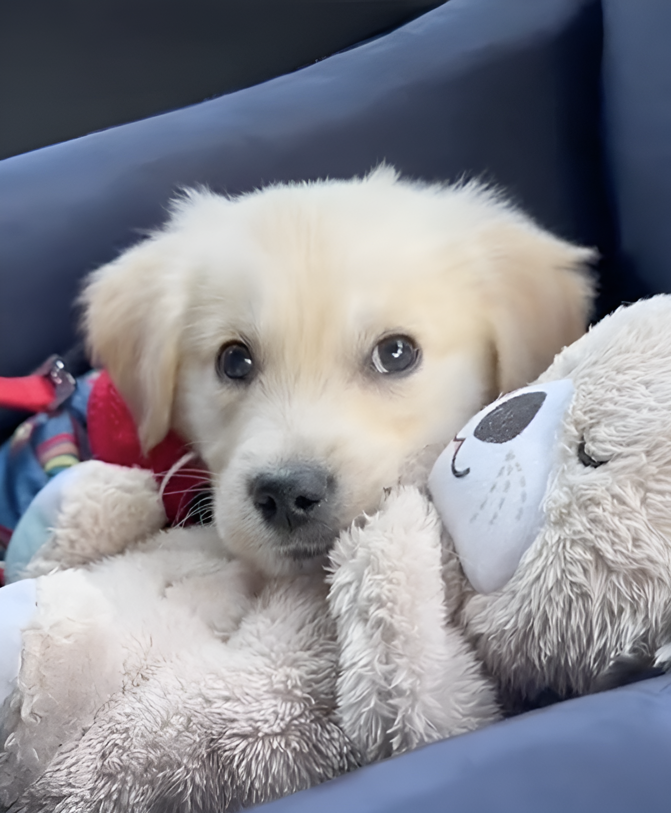 RuhePfote™ - El compañero de abrazos ideal para su amigo peludo | 50% DESCUENTO