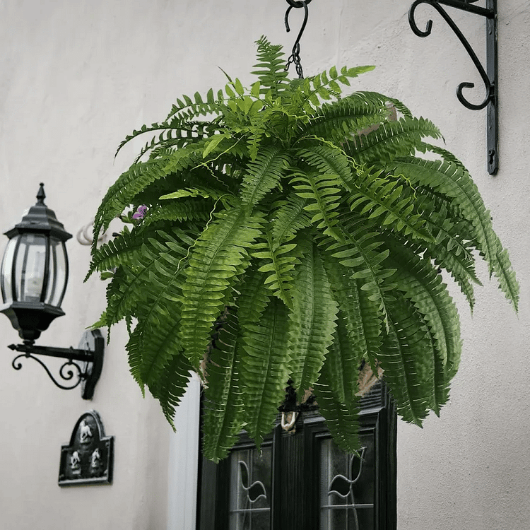 Helecho Boston EverGreen – Planta Artificial con Protección UV y Diseño Resistente a la Intemperie