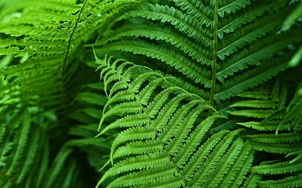 Helecho Boston EverGreen – Planta Artificial con Protección UV y Diseño Resistente a la Intemperie