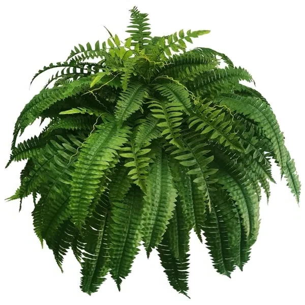 Helecho Boston EverGreen – Planta Artificial con Protección UV y Diseño Resistente a la Intemperie