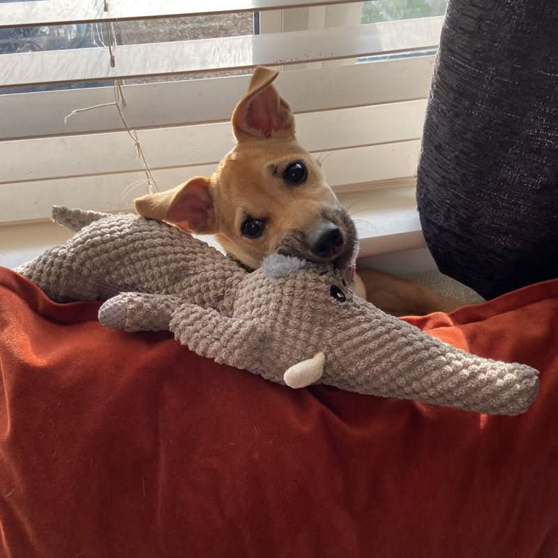 HARDPAW TOY – Jouet à mâcher résistant pour petits et grands chiens