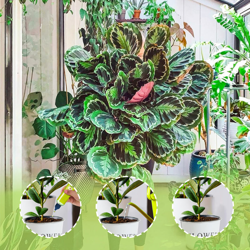 SuperPlant Fertilizante Líquido — Raíces Vitales, Crecimiento Magnético | 2+2 GRATIS