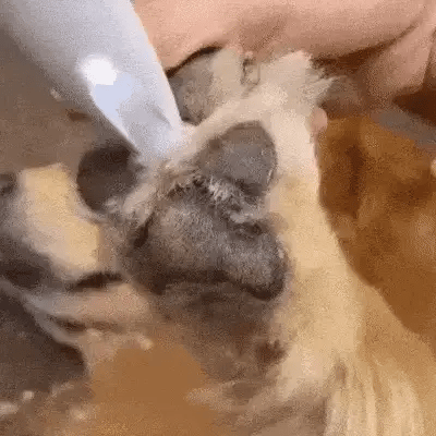 SILENTPET TRIMMER – Cortadora de perros silenciosa para un cuidado suave