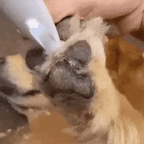 SILENTPET TRIMMER – Cortadora de perros silenciosa para un cuidado suave