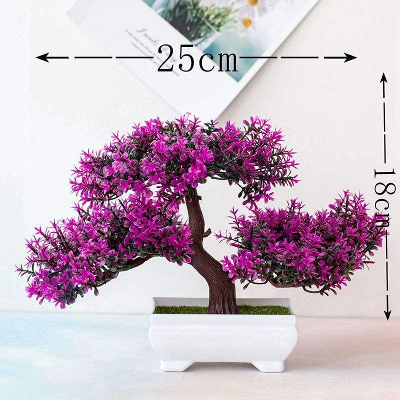 Kalsten | Planta Bonsai