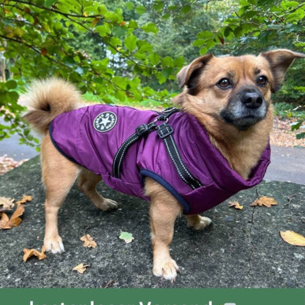 DryPaw • Abrigo Impermeable para Perros