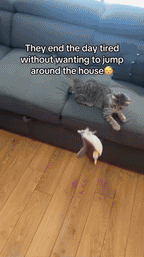 WHISKERFUN – Jouet en peluche interactif pour chats actifs