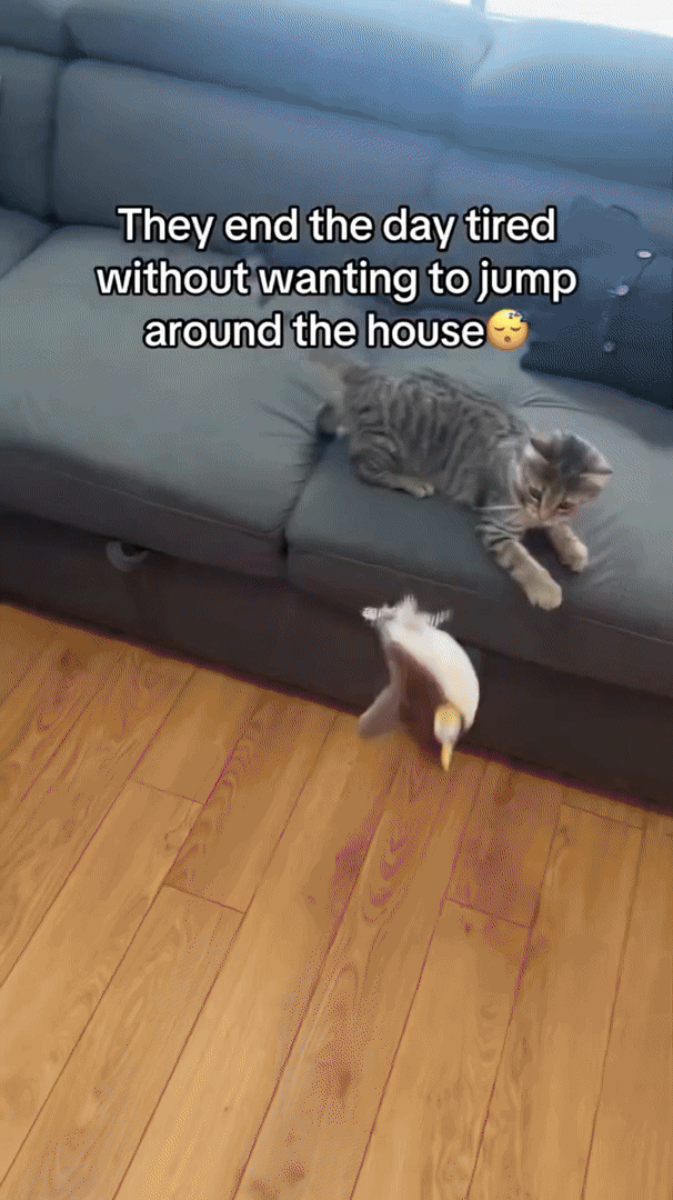 WHISKERFUN – Jouet en peluche interactif pour chats actifs
