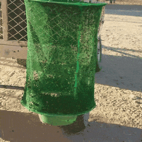Trampa de insectos colgante – Solución no tóxica para mosquitos, moscas y avispas