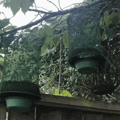 Trampa de insectos colgante – Solución no tóxica para mosquitos, moscas y avispas