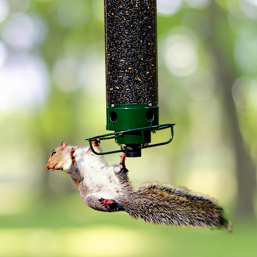 Comedero para Aves a Prueba de Ardillas - Diseño de Metal